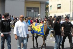 Palio 2009 (6)